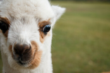 Alpaca cria eye and fur close-up © Sarolta Nagy