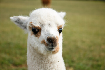 Close-up portrait of alpaca cria © Sarolta Nagy
