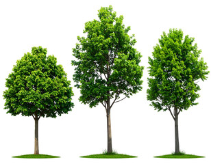 Obraz premium Three lush green trees with full foliage, standing tall against a clear backdrop