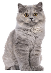 Pretty blue tortie British Longhair cat kitten, sitting up facing front. Looking towards camera...