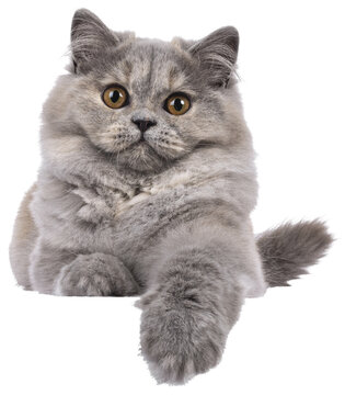 Pretty blue tortie British Longhair cat kitten, lying down facing front on egde. Looking towards camera with orange eyes. Isolated cutout on a transparent background.