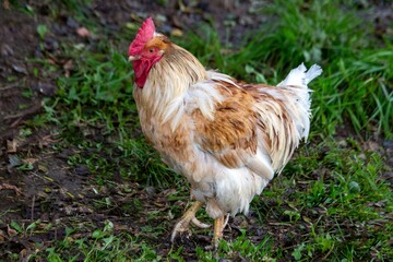 Fototapeta premium A red rooster walks outside in summer. Poultry farming.