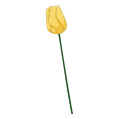 Single yellow tulip on green stem, isolated on transparent background, spring, fresh bloom