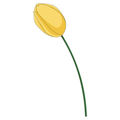 One yellow tulip, curved green stem, isolated on transparent background, spring, elegance