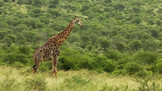 footage of lonely wild African giraffe eating leaves from trees. Portrait of wild African giraffes closeup walking in savannah. South Africa safari in national park. Amazing shot of African animals