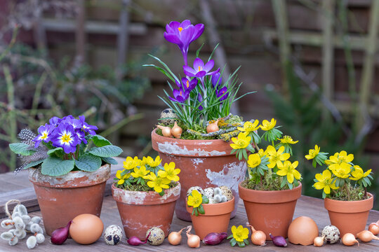 Fr&uuml;hlings-Gartenarrangement mit Winterlingen (Eranthis hyemalis), lila Primel (Primula vulgaris) und Krokusse in Terracotta-T&ouml;pfen