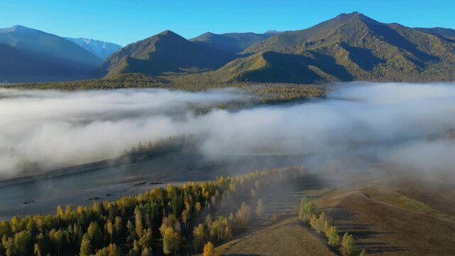 Sunny drone panorama over river valley with light fog and golden forest, Altai