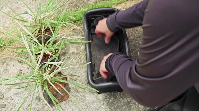 Hands placing a fabric liner over expanded clay pebbles inside a planter to improve drainage before repotting a green plant. Close-up outdoor backyard gardening.