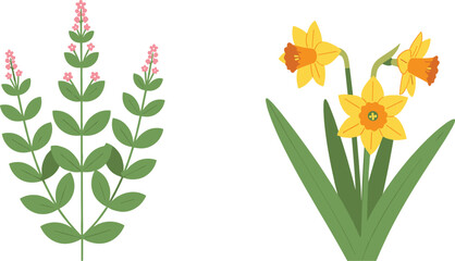 Botanical spring plants with pink herb flowers and yellow daffodils in flat vector illustration for garden design, natural cosmetics packaging and greeting cards. © MstSuborna