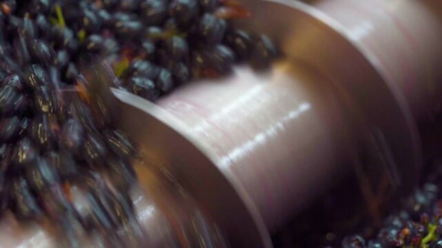 Close Up Shot - Endless Screw Conveyor Moving Mixed Red Grapes During Winemaking Process Inside Winery