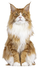 Obraz premium Red with white Maine Coon cat, sitting up facing front. Looking straight to camera with curious attitude. Isolated cutout on a transparent background.