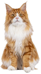 Fototapeta premium Red with white Maine Coon cat, sitting up facing front. Looking straight to camera with curious attitude. Isolated cutout on a transparent background.