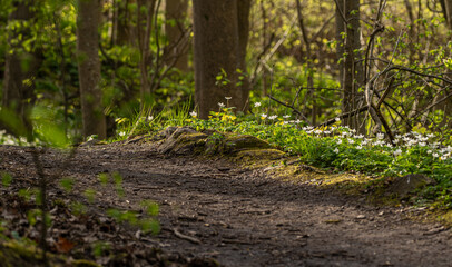 Naklejka premium Forest path lined with blooming wood anemone Anemone nemorosa under early spring foliage.