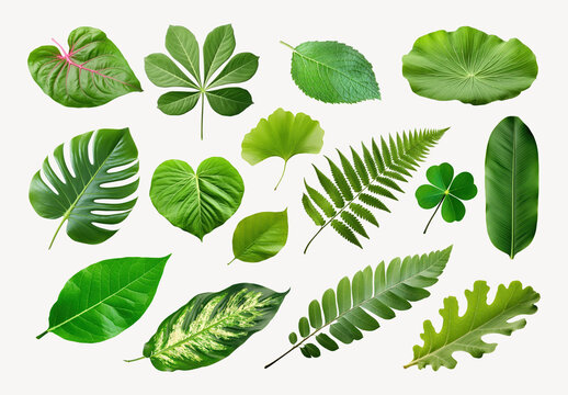 Diverse Green Leaves Collection Design Set