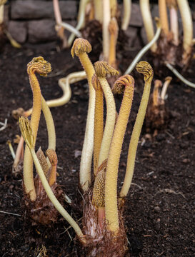 Gunnera manicata tall emerging shoots displaying coarse texture in cultivated bed.