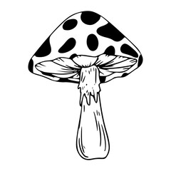 vintage botanical mushroom drawing with polka dot pattern