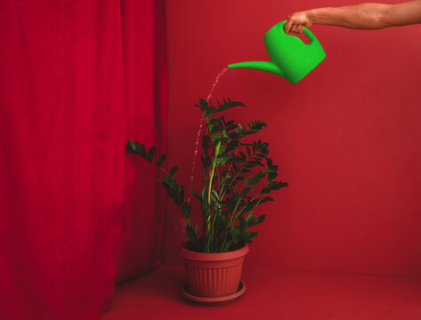 Watering indoor plant with green watering can against red background