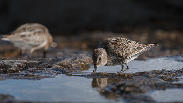 DUNLIN - Wading bird on the seashore