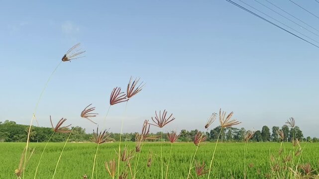 Wild grass or finger grass flowers (Chloris barbata) swaying in the wind over green rice field under clear blue sky, peaceful rural landscape with natural motion. Perfect for agriculture theme.