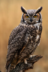 Fototapeta premium The mighty horned owl