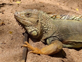 Fototapeta premium Close-up of a large iguana resting on sandy ground, showcasing detailed textured scales, spiky crest, and vibrant green and orange tones in natural sunlight. Perfect for wildlife and reptile themes.