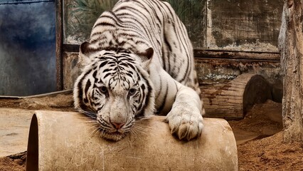 Close-up of a white Bengal tiger resting on a wooden structure, showcasing striking black stripes, piercing blue eyes, and soft fur texture. Powerful exotic wildlife portrait in natural light. © วรัญญู สุนโท