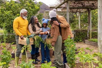 African American family harvesting carrots and greens in vegetable garden with crate and basket