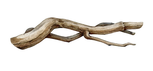 Obraz premium Dry tree branch watercolor illustration. Hand drawn vintage style botanical tree dry twig natural decoration. Big tree beautiful curved branch element isolated on white background.