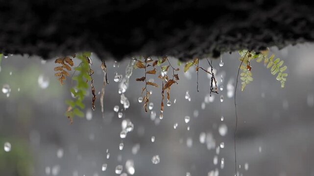 Raindrops falling from dark overhang onto ferns with water droplets
