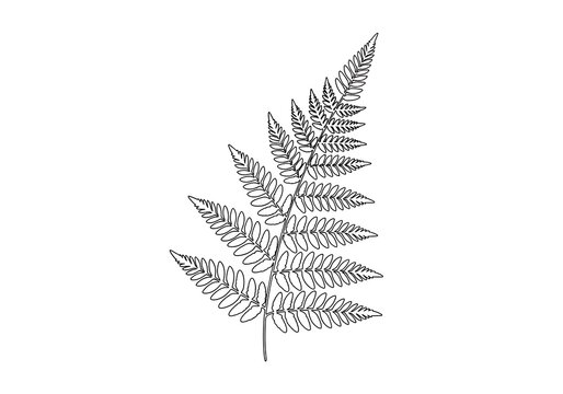 Detailed black and white illustration of a fern leaf.