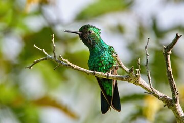Fototapeta premium Beautiful hummingbird. The blue-tailed emerald, Chlorostilbon mellisugus, Bonaire, Caribbean Netherlands