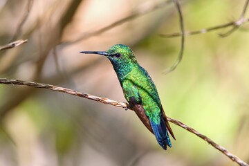 Fototapeta premium Beautiful hummingbird. The blue-tailed emerald, Chlorostilbon mellisugus, Bonaire, Caribbean Netherlands