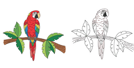 Vector illustration of a tropical scarlet macaw parrot on a branch. Includes a vibrant colored version and a black line art outline, perfect for kids coloring book pages or education. © SHOHAG