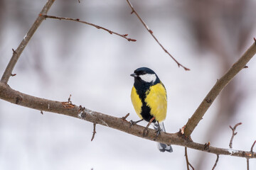 Fototapeta premium Cute bird Great tit, songbird sitting on a branch without leaves in the autumn or winter.