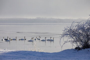 Naklejka premium Schwanengruppe auf der zugefrorenen Müritz in Mecklenburg-Vorpommern im Winternebel – ruhige Wintermorgen-Szene mit Schnee am Ufer, Eisfläche und viel Textfreiraum