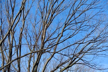 冬枯れの木と青空
