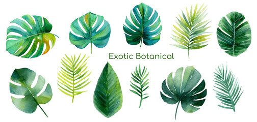Watercolor tropical leaves set with jungle foliage. Vibrant green palm and monstera plants create exotic summer borders perfect for botanical designs and beach-themed decor. © Narin