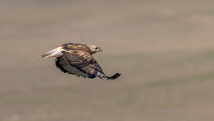Long Legged Buzzard in flight.