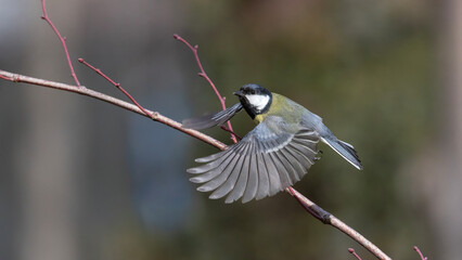 Great Tit © Mehmet