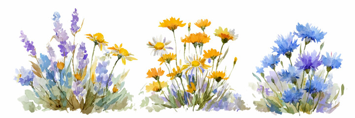 Fototapeta premium Watercolor wildflower bouquet with cornflowers, lavender, and daisies. Summer floral border perfect for wedding invitations, botanical cards, and garden-themed designs.