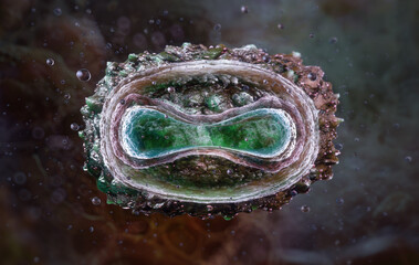 Molluscum contagiosum virion cross-section revealing internal poxvirus architecture, DNA core, protein envelope. 3D for virology education, dermatological research, and infectious disease study