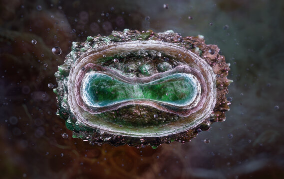 Molluscum contagiosum virion cross-section revealing internal poxvirus architecture, DNA core, protein envelope. 3D for virology education, dermatological research, and infectious disease study