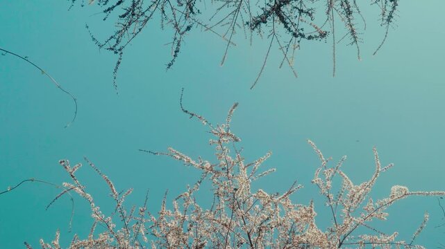 Cinematic camera footage of cherry blossoms in full bloom with bees flying and pollinating. Soft blue sky background with delicate petals and natural spring atmosphere.