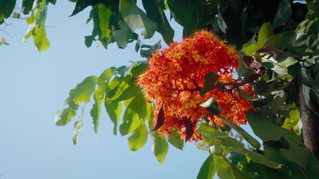 Cinematic camera video of orange ixora (Ixora coccinea) flowers blooming under blue sky. Vibrant tropical cluster with sunlight filtering through green leaves.