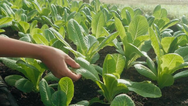 Camera footage of a hand inspecting romaine lettuce growing in organic farm bed. Fresh green leaves under warm sunlight. Concept of sustainable agriculture and healthy food.