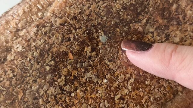 A finger points to mold on the bread in the package. Growth of bacteria, fungus in food. Spoiled whole grain bread