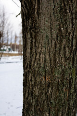 Obraz premium Close-up texture of old tree bark with bright green lichen, moss and snow crystals in winter forest: natural organic background for design.