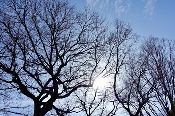 夕日に照らされる落葉した冬枯れの木