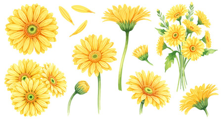 黄色のガーベラのイラストパーツセット（水彩風・花・蕾・花びら）,植物,ボタニカル,お祝い