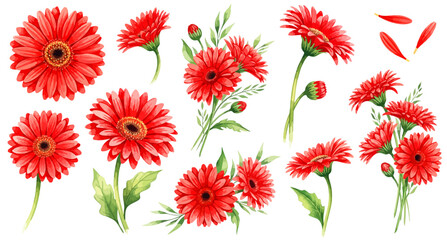 赤いガーベラのイラストパーツセット（花・蕾・花びら・クラスター）,植物,水彩風,お祝い